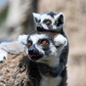 Liebling der Besucher