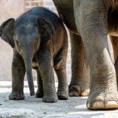 Das Glück im Zoo