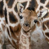 Babyboom im Zoo