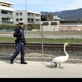 Geleitschutz für Schwan