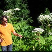 Giftiger Störenfried wuchert und lauert in der Natur