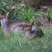 Kleines Kirk Dik-Dik