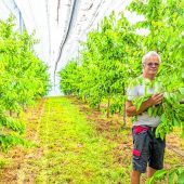 Fraxner Kirschen werden Mangelware