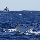 Buckelwal vor Queensland aus Hai-Netz befreit