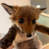Fuchsbaby kroch in Patientenbett