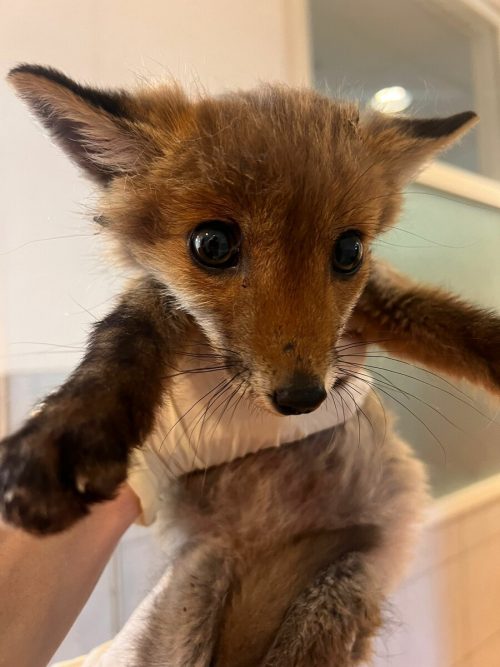 In einem Pensionistenheim sagten sich Fuchs und eine Heimbewohnerin gute Nacht. Jetzt kümmet sich Tierschutz Austria um das Jungtier.  Tierschutz Austria