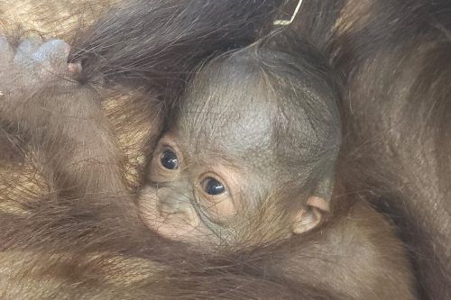 In Schönbrunn freut man sich über den Zuchterfolg. APA/TIERGARTEN SCHÖNBRUNN