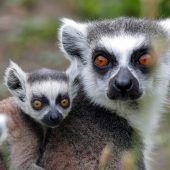 „Geister“ im Pariser Zoologischen Park