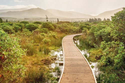 Stege führen durch die geschützte Landschaft des Nationalparks. Shutterstock