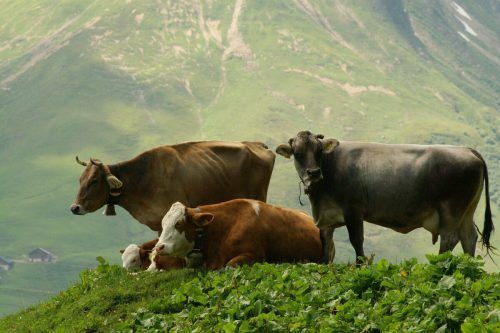 Tausende Kühe werden im Sommer auf den Alpen untergebracht. symbol/berchtold