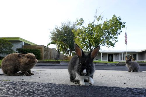 Alicia Griggs möchte die Tiere einfangen und sie an gute Plätze vermitteln. ap