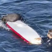Aggressiver Seeotter schüchtert Surfer ein