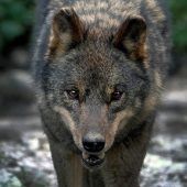 Wolfsangriff auf Schäfer und seine Herde in den Niederlanden