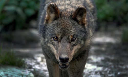 Der Wolf treibt auch in den Niederlanden sein Unwesen. Reuters