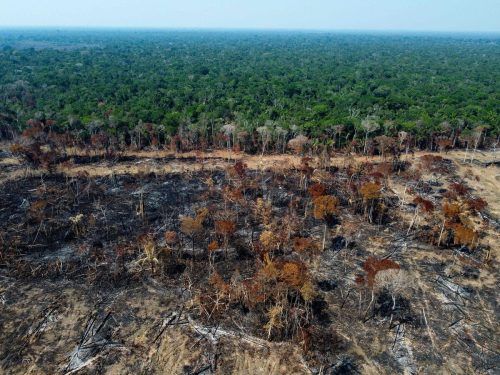 Die Abholzung im Amazonas-Regenwald ist um ein Drittel zurückgegangen.  AP