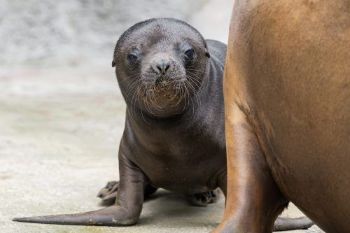 Die kleine Robbe ist vor einer Woche zur Welt gekommen. TIERGARTEN SCHÖNBRUNN/ZUPANC