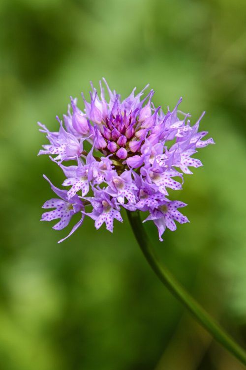 Die Kugelorchis gehörte zu den bemerkenswerten Entdeckungen beim BioBlitz.  inatura