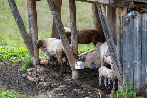 Diese Schafe nahe der Schutzhütte sind relativ sicher. Vn/Rhomberg