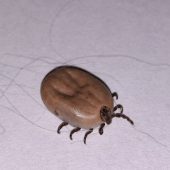 Der Gemeine Holzbock lauert überall