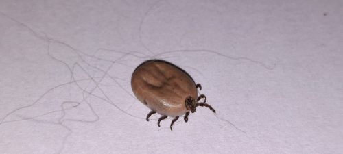 Diese Zecke fand offenbar einen guten Wirt und konnte sich ordentlich mit Blut vollsaugen.  INATURA