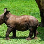 Kleines Nashorn