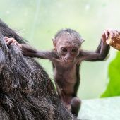 Babyaffe hat nun Namen