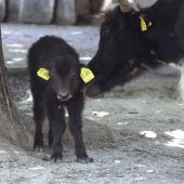 Kleines Yak-Kalb