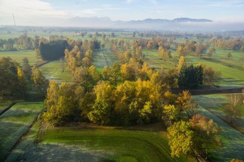 Für einige der bedrohten Vögel im Ried hat sich die Situation etwas entspannt. VN/Hartinger