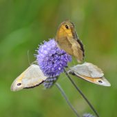 Schmetterlinge vom Ausflattern bedroht