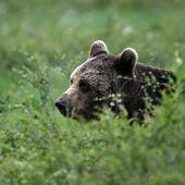 Mann in der Slowakei erschießt Braunbärin aus Notwehr