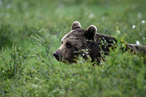 In der Slowakei leben nach Einschätzung von Zoologen mehr als 1000 Braunbären.