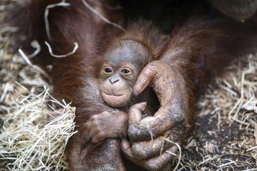 Orang-Utan-Mutter Jingga kümmert sich liebevoll um ihren Nachwuchs. AP