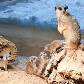 Ferdinand freut sich über Familienzuwachs