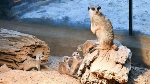 Seit Kurzem sind die Jungtiere auf der Anlage zu sehen. Zoo Rostock