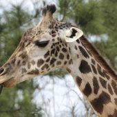 Giraffendame Twiga stirbt mit 31 Jahren