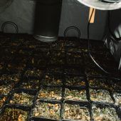 Fünf Festnahmen nach dem ­Verkauf von einer Tonne Cannabis
