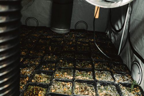Unter anderem wurde das Cannabis in einer Grazer Villa auf vier Etagen angebaut. APA