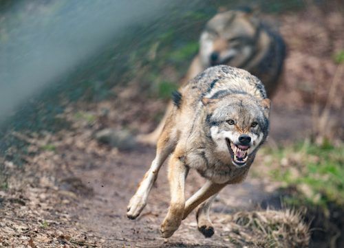 Einmalig in der Geschichte Vorarlbergs: Abschusslizenz für Wölfe. APA