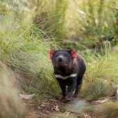 Meilenstein in Australien: 500. Tasmanischer Teufel geboren