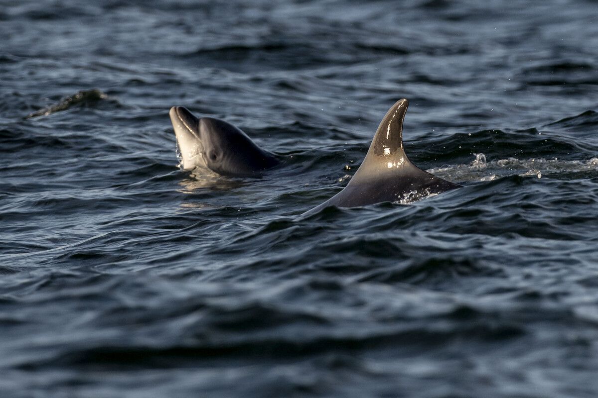 Auf diesem Schnappschuss sind wilde Delfine im Thyboron-Kanal auf Jütland, Dänemark, zu sehen. AFP