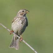 Hälfte aller Vögel in Österreich bereits verschwunden