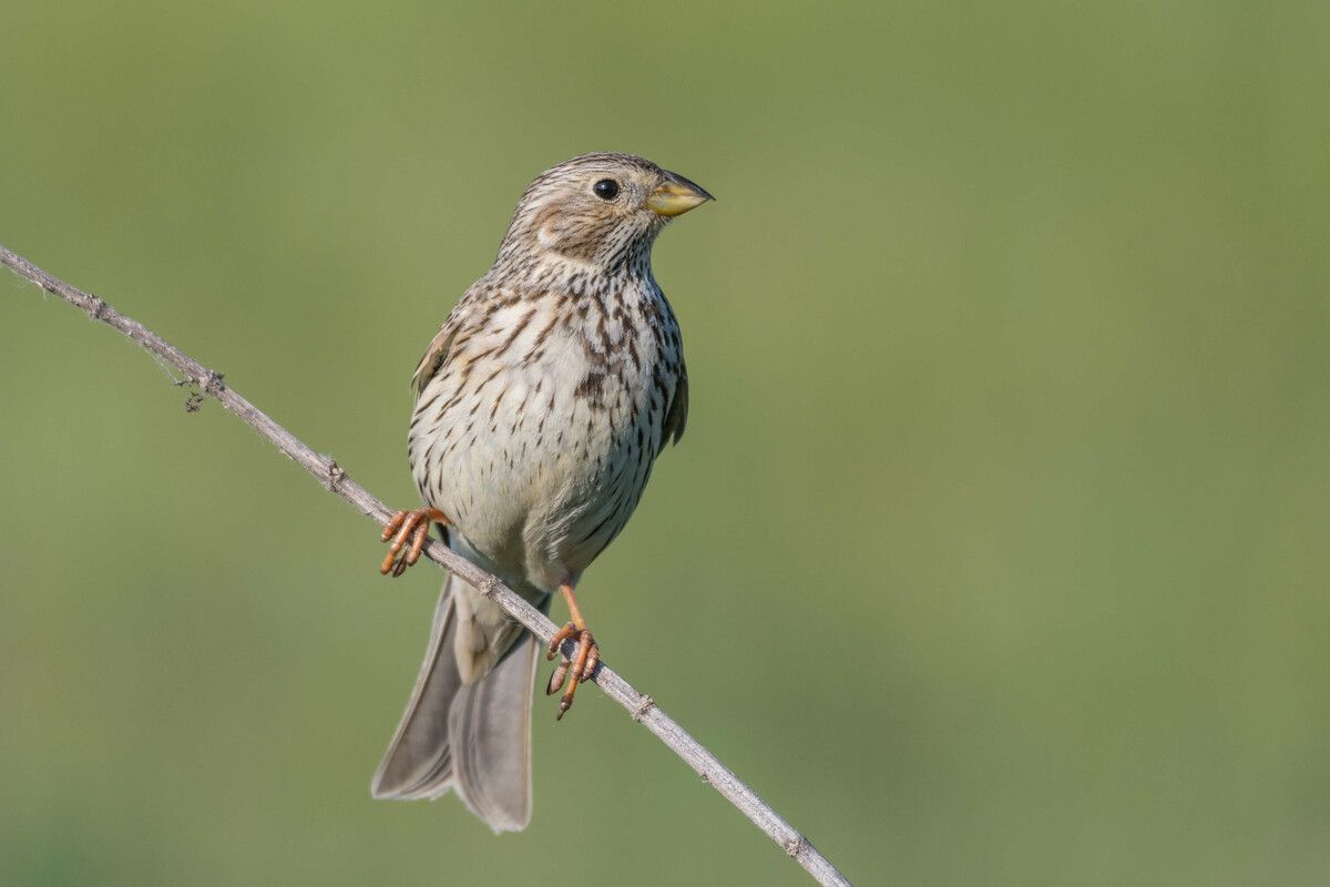 Besonders hart trifft es laut BirdLife die Grauammer. APA