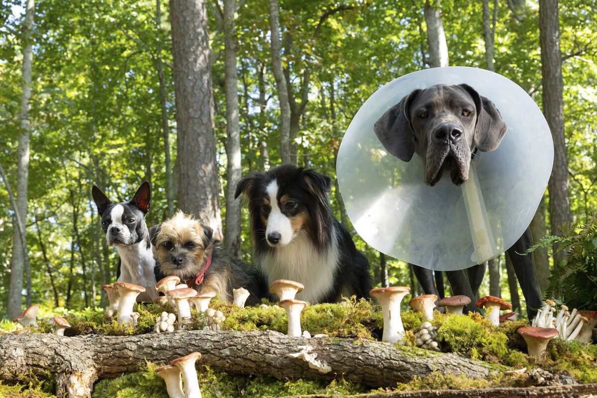 Bug, Reggie, Maggie und Hunter wollen sich rächen. ap