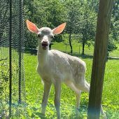 Weißes Rotwild-Kälbchen als neuer Wildpark-Star
