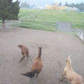 Blitz schlägt bei Pferdehof im Allgäu ein