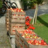 OGV vermittelt Obst aus heimischen Gärten