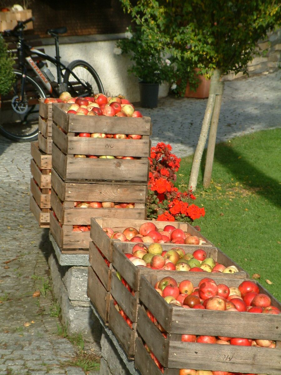 Der OGV vermittelt überschüssiges Obst aus Vorarlberger Gärten.OGV