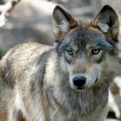 Das Problem „Wolf“ ­beschäftigt Vorarlberg