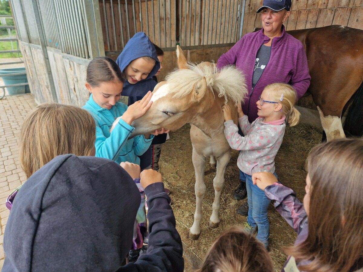 Die Pferde des Reitclubs Rheinhof haben es den Kindern angetan.Stadt