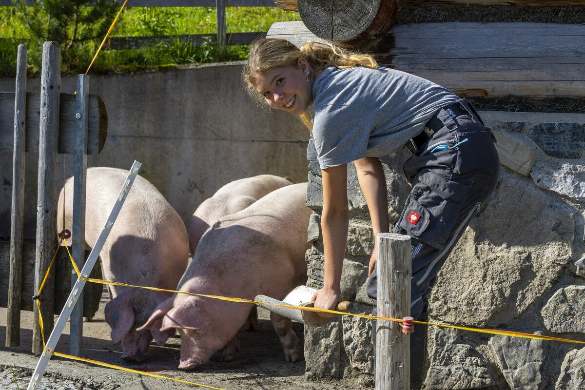 Die Schweine auf der Alpe Latons halten gerne Ruhezeit vor ihrer Hütte. Das muss auch Helferin Mirjam zur Kenntnis nehmen. VN/Paulitsch